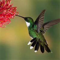 amem_hummingbird.jpg