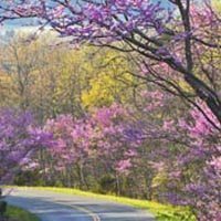 amem-redbuds.jpg