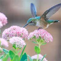 amem_hummingbird2.jpg