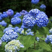 amem_hydrangea