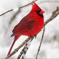amem_cardinal1.jpg