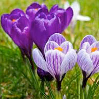 amem_crocus