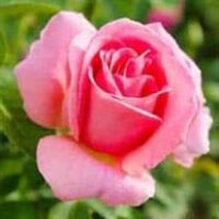 amem_pink_rose