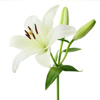 Clark, Patricia Lytton