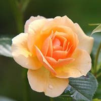 amem_peach_rose