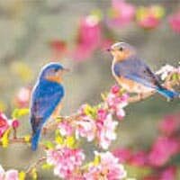 Edge, Frances Boliek