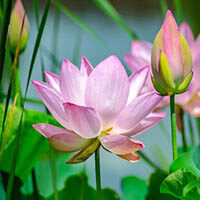 amem_pink_lotus