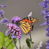 Thomason, Kathy Lynn
