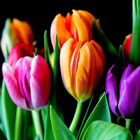 amem_tulips-sunshine