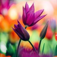 amem_purple_tulips