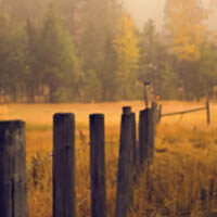 amem_foggy_autumn