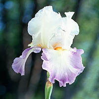 Breedlove, Pauline Melton