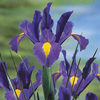 Dobbins, Ethel Bell