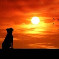 amem_dog-sunset