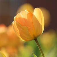 amem_yellow-tulip