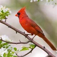 amem_cardinal_dogwood
