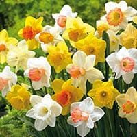 amem_daffodils