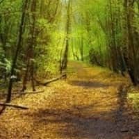 amem_forest-path