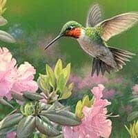 amem_hummingbird