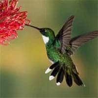 Atkisson, Patsy Young