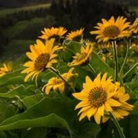 Loftis, Betty Bandy