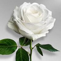 Freeman, Barbara Jean