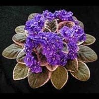 amem_african-violets