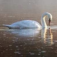 amem_swan