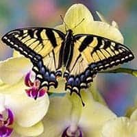 amem_swallowtail