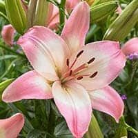 amem_pink_lilies